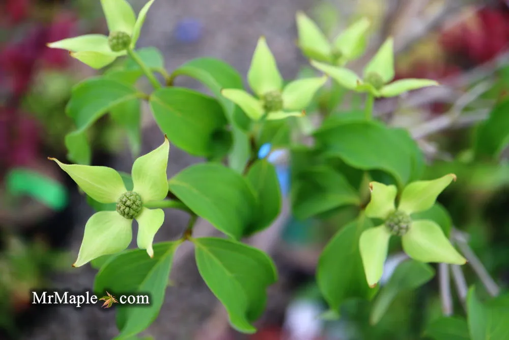 Cornus kousa 'Snow Tower' White Flowering Narrow Chinese Dogwood