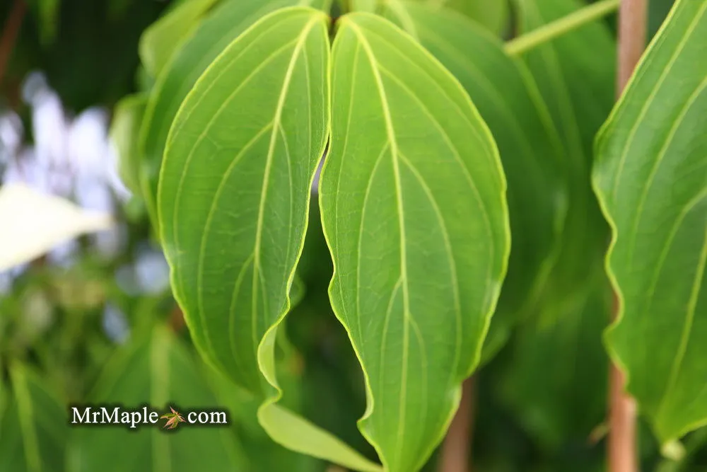 Cornus kousa 'Snow Tower' White Flowering Narrow Chinese Dogwood