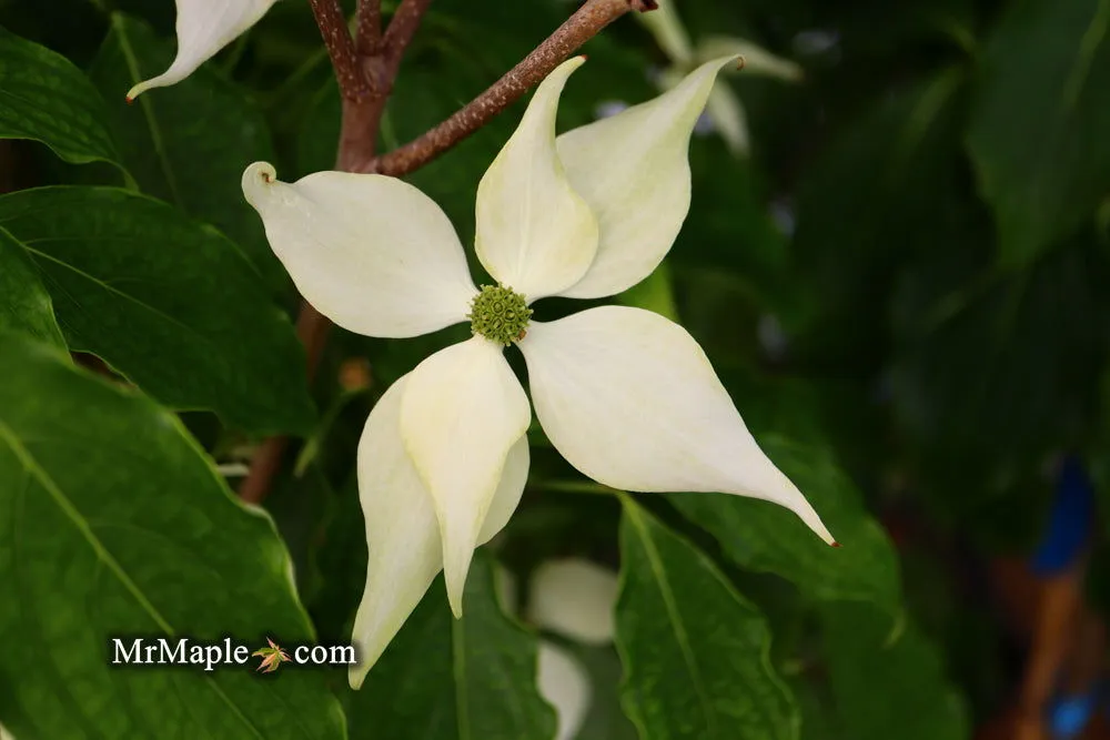 Cornus kousa 'Snow Tower' White Flowering Narrow Chinese Dogwood