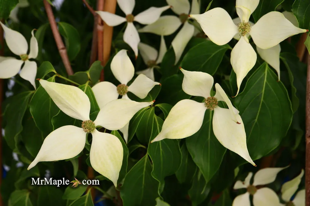 Cornus kousa 'Snow Tower' White Flowering Narrow Chinese Dogwood