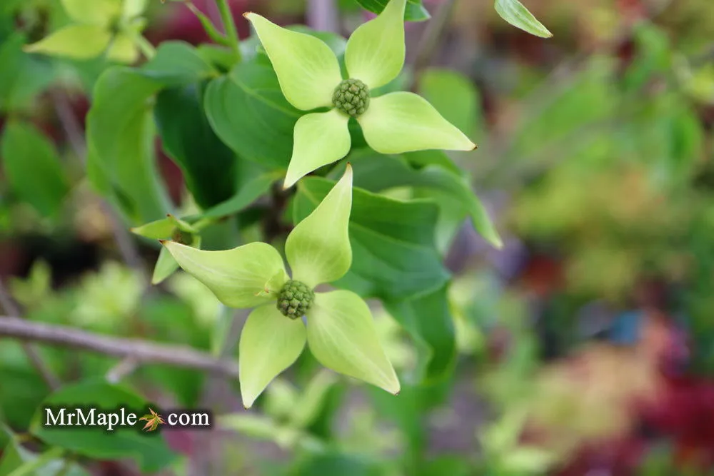 Cornus kousa 'Snow Tower' White Flowering Narrow Chinese Dogwood