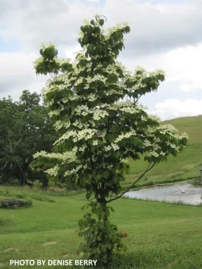 Cornus kousa 'Snow Tower' White Flowering Narrow Chinese Dogwood