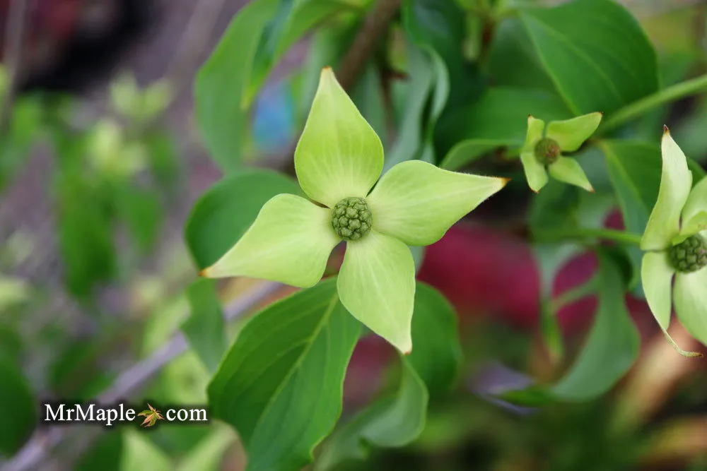 Cornus kousa 'Snow Tower' White Flowering Narrow Chinese Dogwood