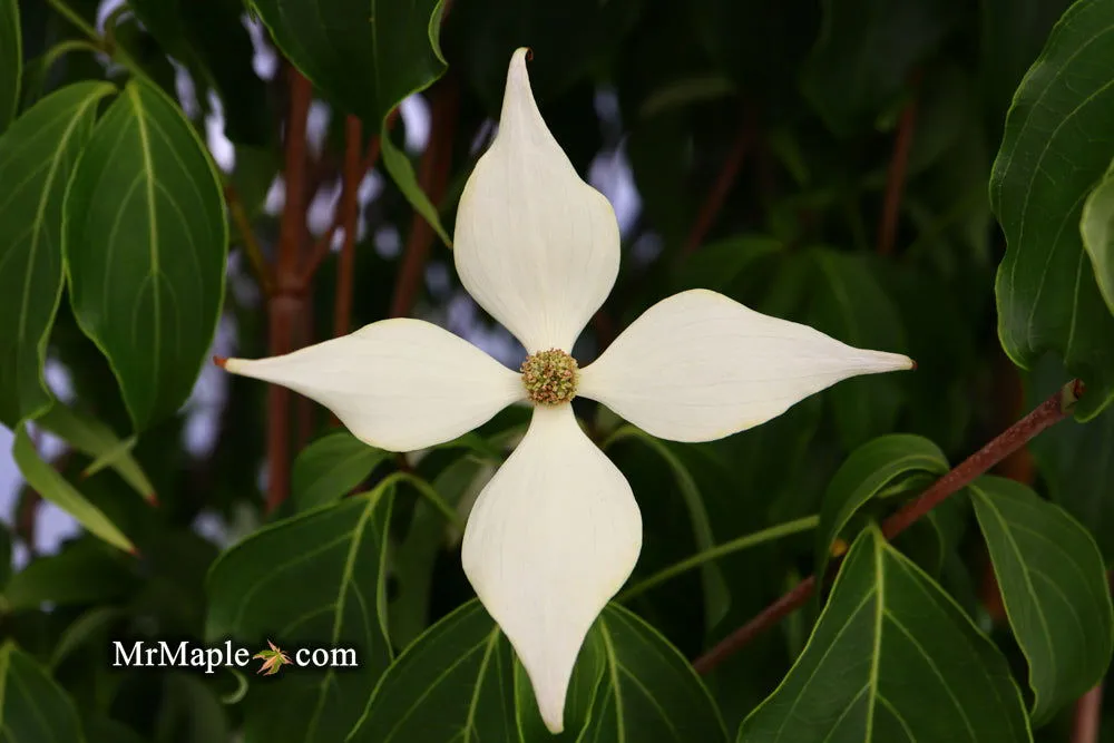 Cornus kousa 'Snow Tower' White Flowering Narrow Chinese Dogwood