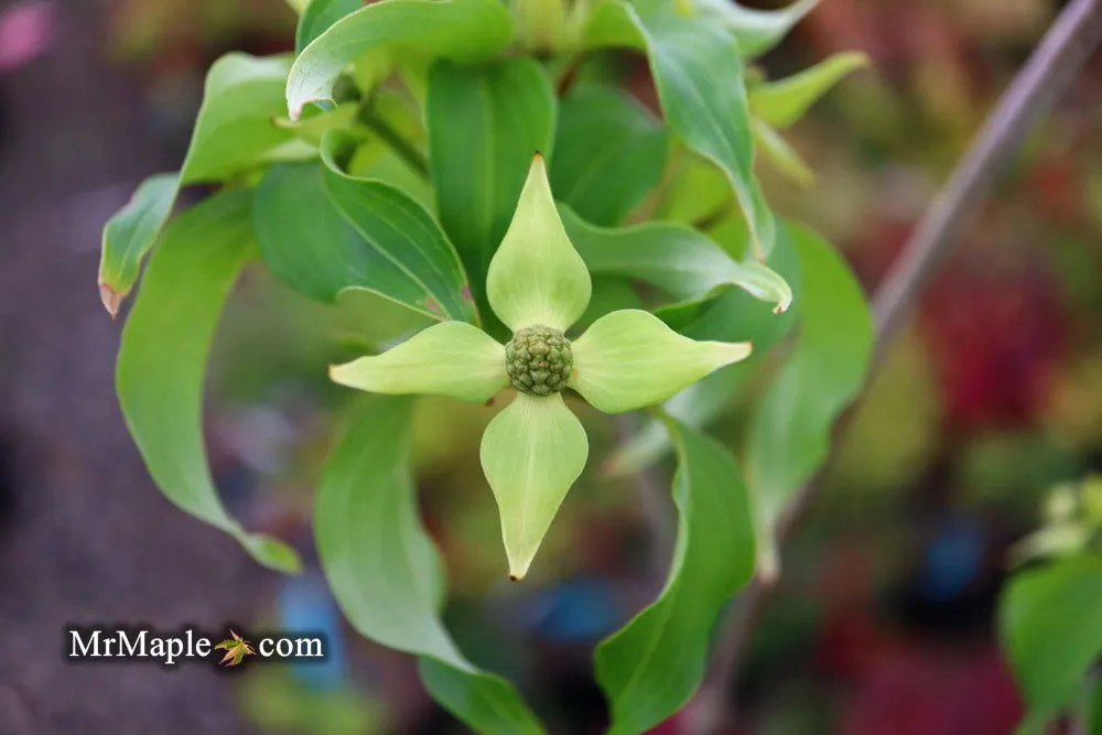 Cornus kousa 'Snow Tower' White Flowering Narrow Chinese Dogwood