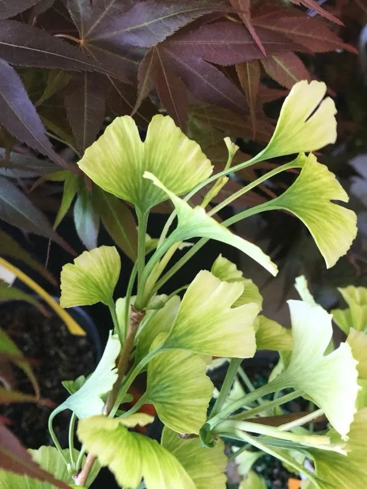 Ginkgo biloba 'Snow Cloud' Variegated Male Ginkgo Tree