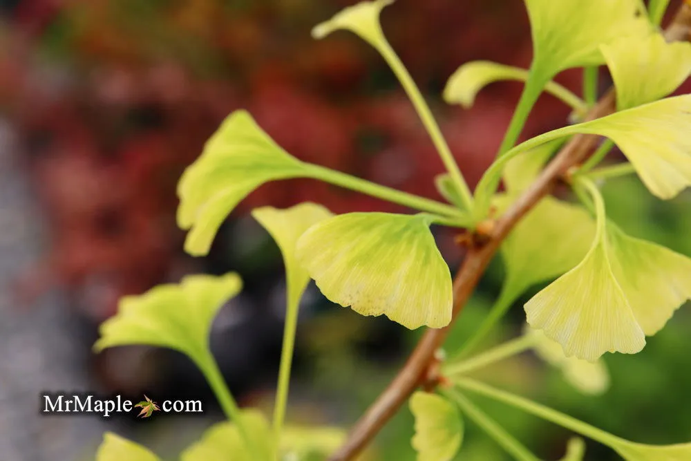 Ginkgo biloba 'Snow Cloud' Variegated Male Ginkgo Tree
