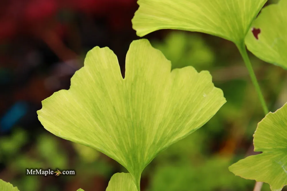 Ginkgo biloba 'Snow Cloud' Variegated Male Ginkgo Tree