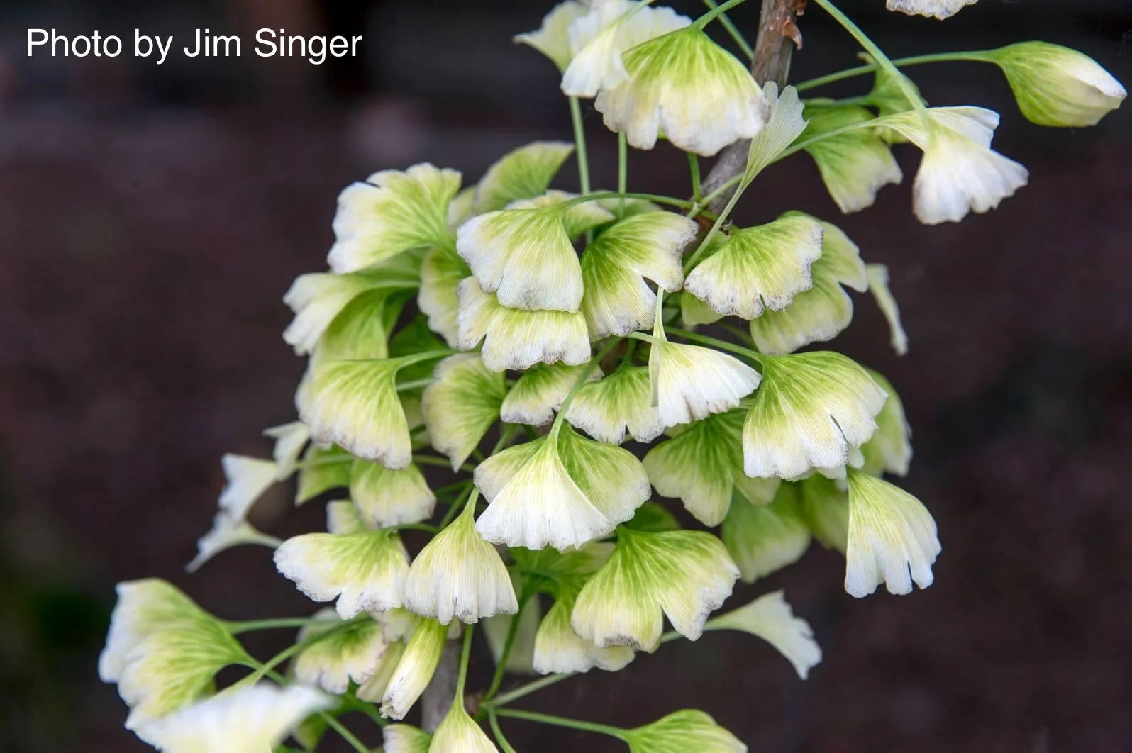Ginkgo biloba 'Snow Cloud' Variegated Male Ginkgo Tree