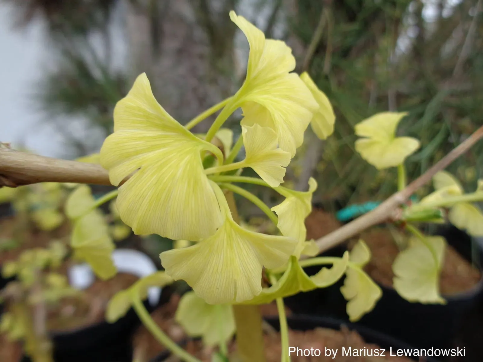 Ginkgo biloba 'Snow Cloud' Variegated Male Ginkgo Tree