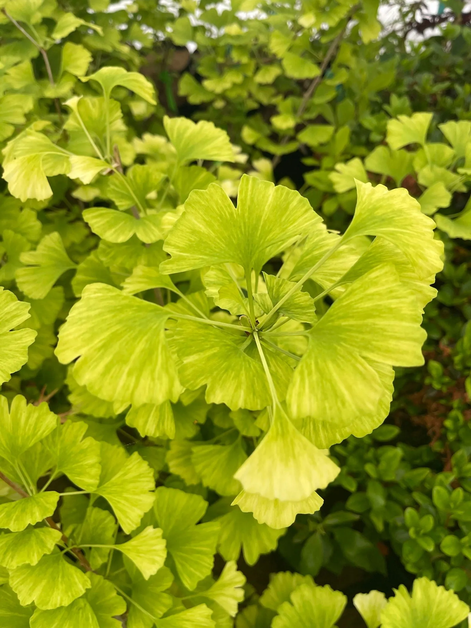 Ginkgo biloba 'Snow Cloud' Variegated Male Ginkgo Tree