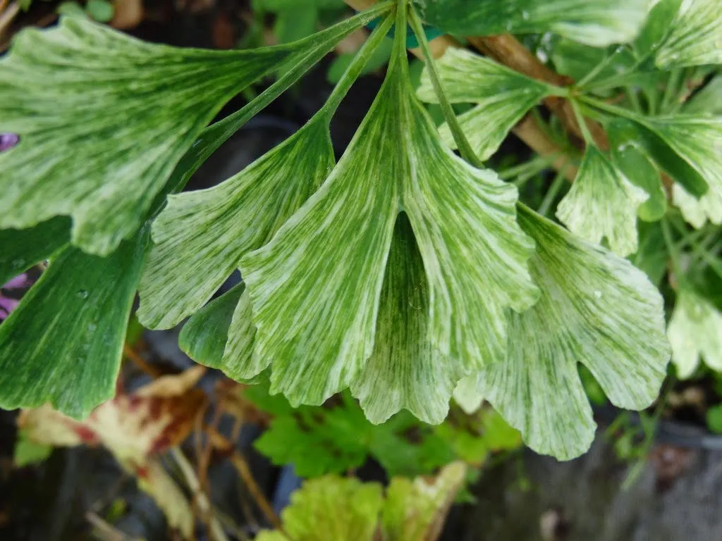 Ginkgo biloba 'Snow Cloud' Variegated Male Ginkgo Tree