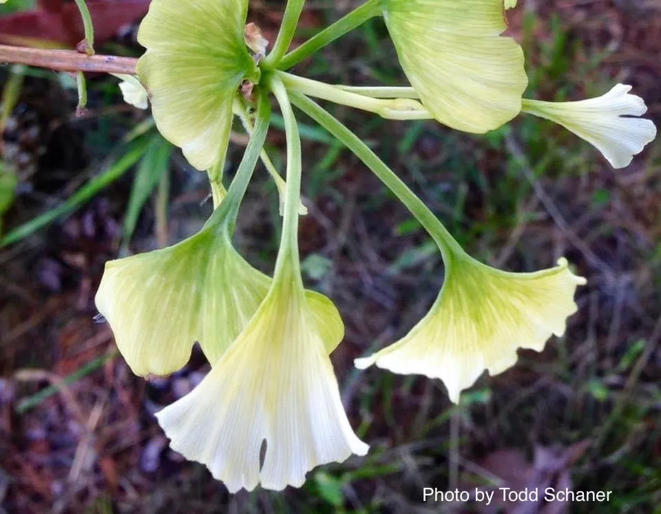 Ginkgo biloba 'Snow Cloud' Variegated Male Ginkgo Tree