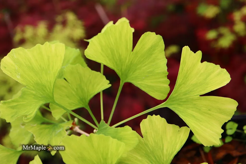 Ginkgo biloba 'Snow Cloud' Variegated Male Ginkgo Tree