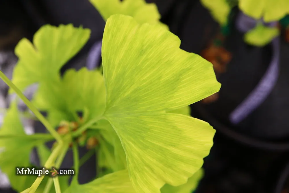 Ginkgo biloba 'Snow Cloud' Variegated Male Ginkgo Tree