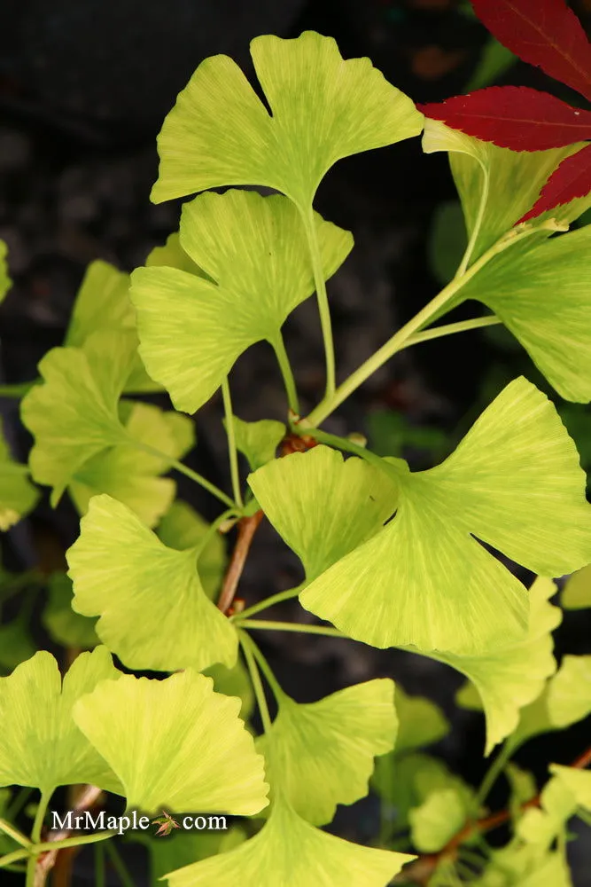 Ginkgo biloba 'Snow Cloud' Variegated Male Ginkgo Tree