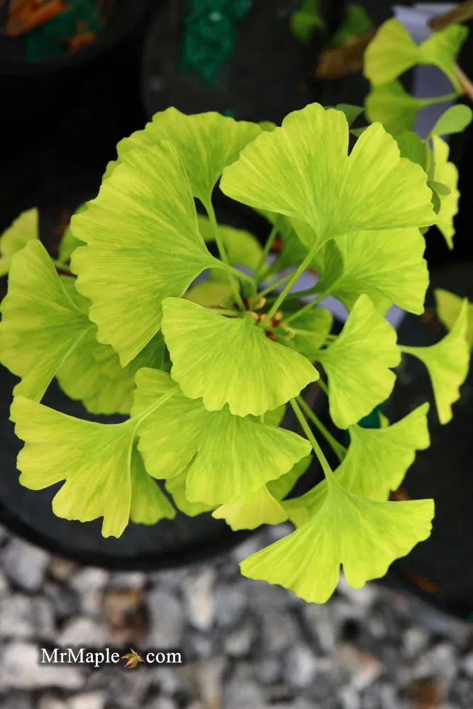 Ginkgo biloba 'Snow Cloud' Variegated Male Ginkgo Tree