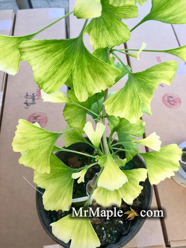 Ginkgo biloba 'Snow Cloud' Variegated Male Ginkgo Tree