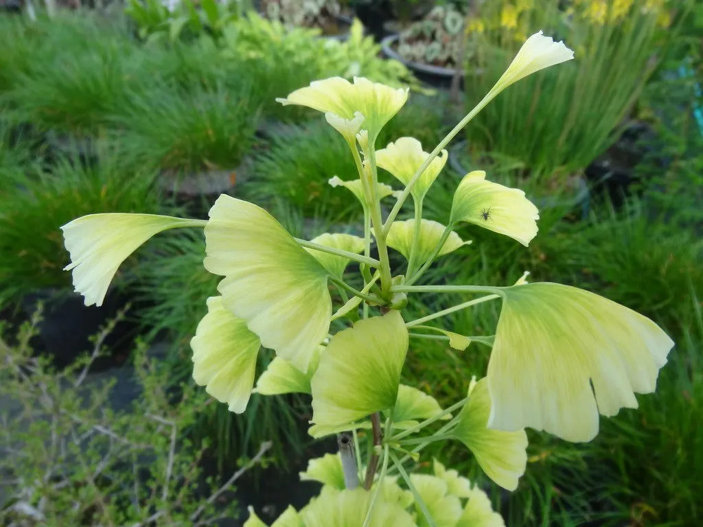 Ginkgo biloba 'Snow Cloud' Variegated Male Ginkgo Tree