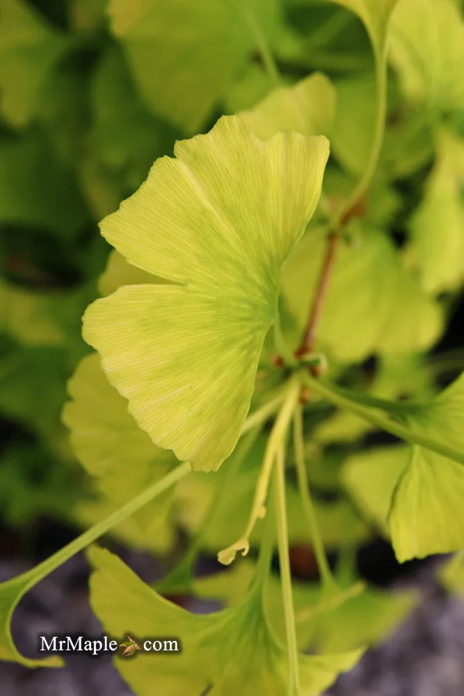 Ginkgo biloba 'Snow Cloud' Variegated Male Ginkgo Tree