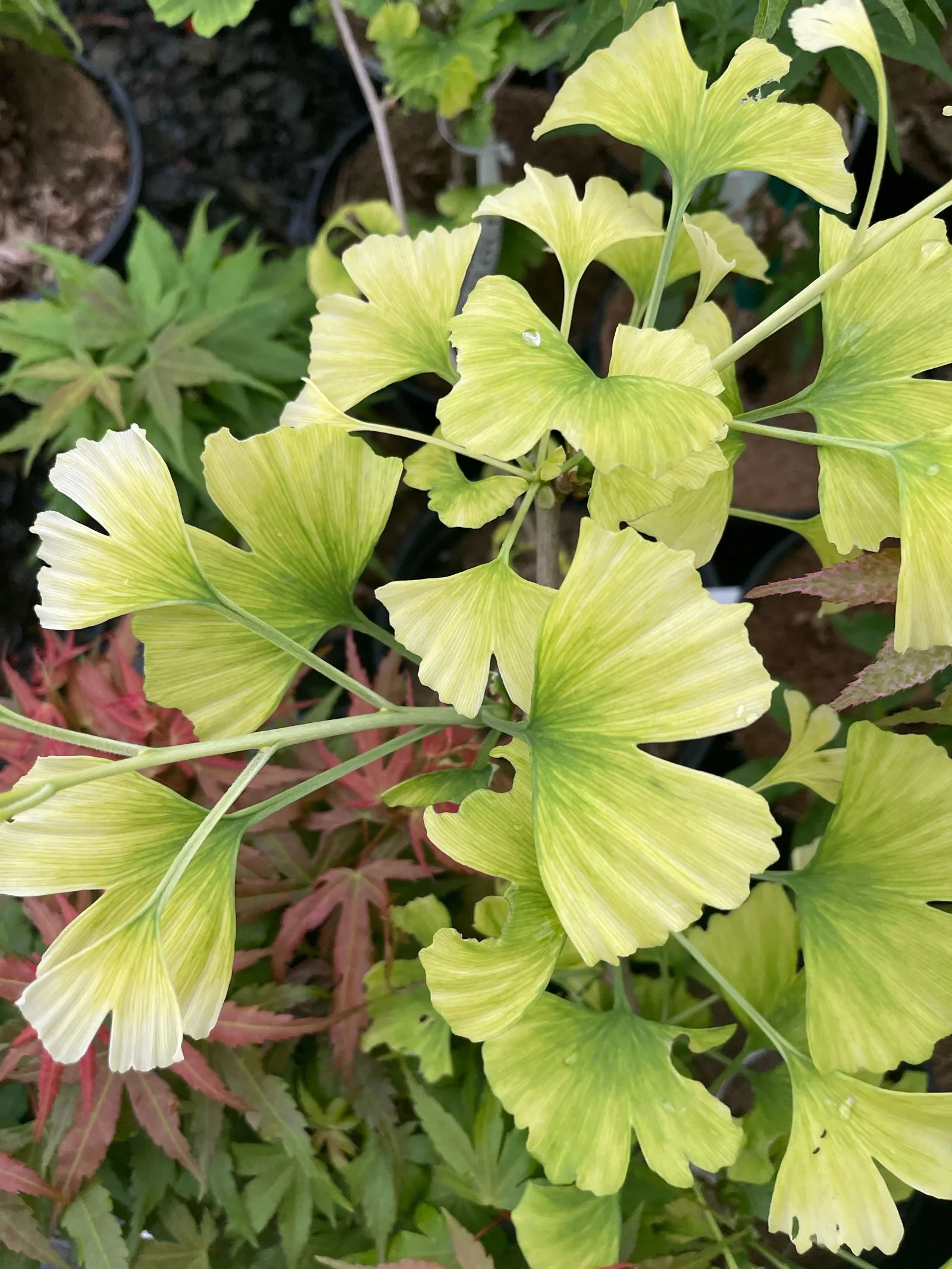 Ginkgo biloba 'Snow Cloud' Variegated Male Ginkgo Tree