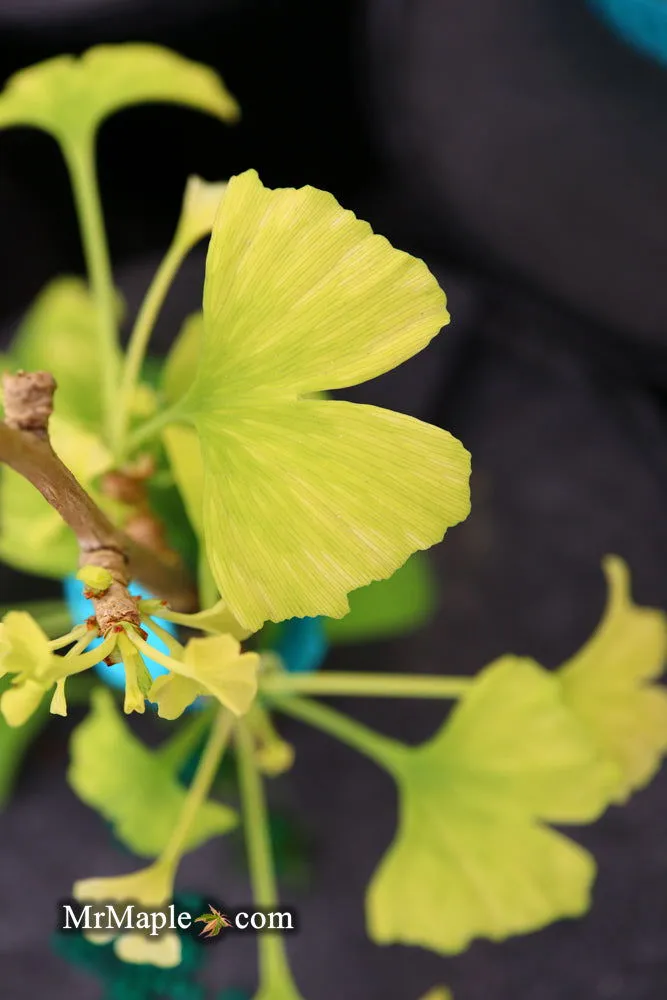 Ginkgo biloba 'Snow Cloud' Variegated Male Ginkgo Tree