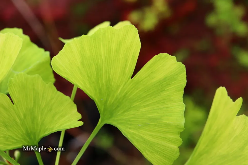 Ginkgo biloba 'Snow Cloud' Variegated Male Ginkgo Tree