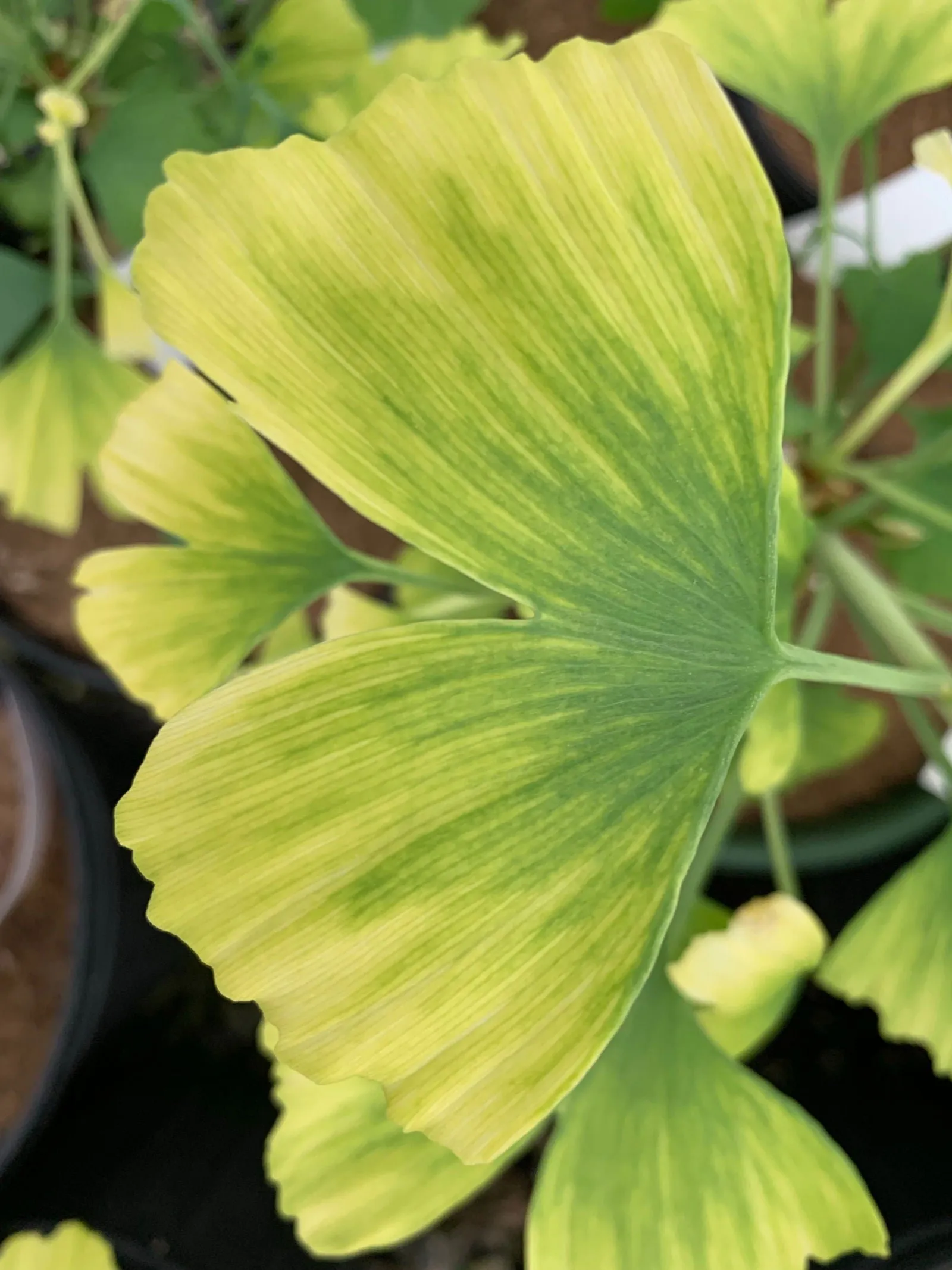 Ginkgo biloba 'Snow Cloud' Variegated Male Ginkgo Tree