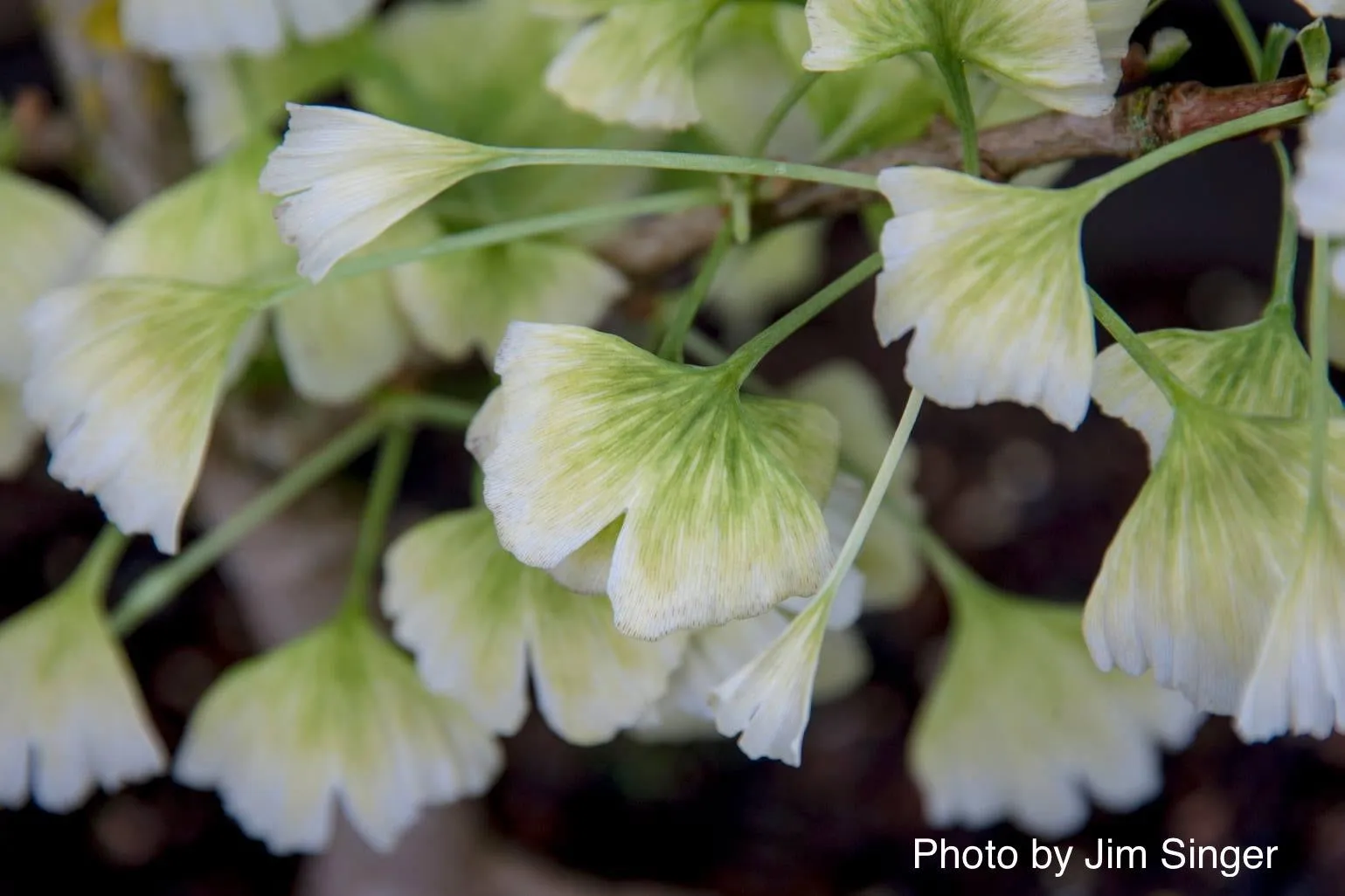 Ginkgo biloba 'Snow Cloud' Variegated Male Ginkgo Tree