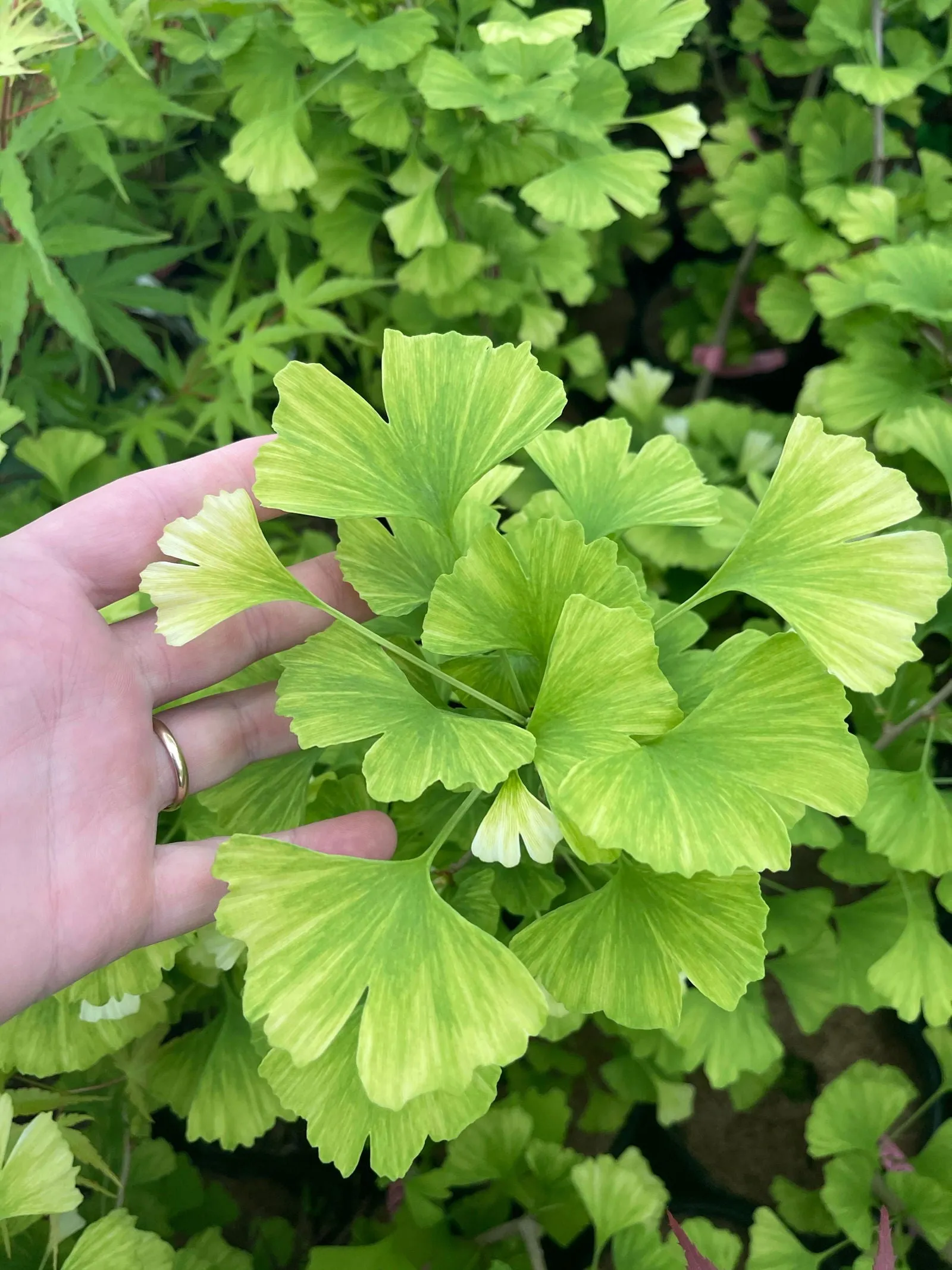 Ginkgo biloba 'Snow Cloud' Variegated Male Ginkgo Tree