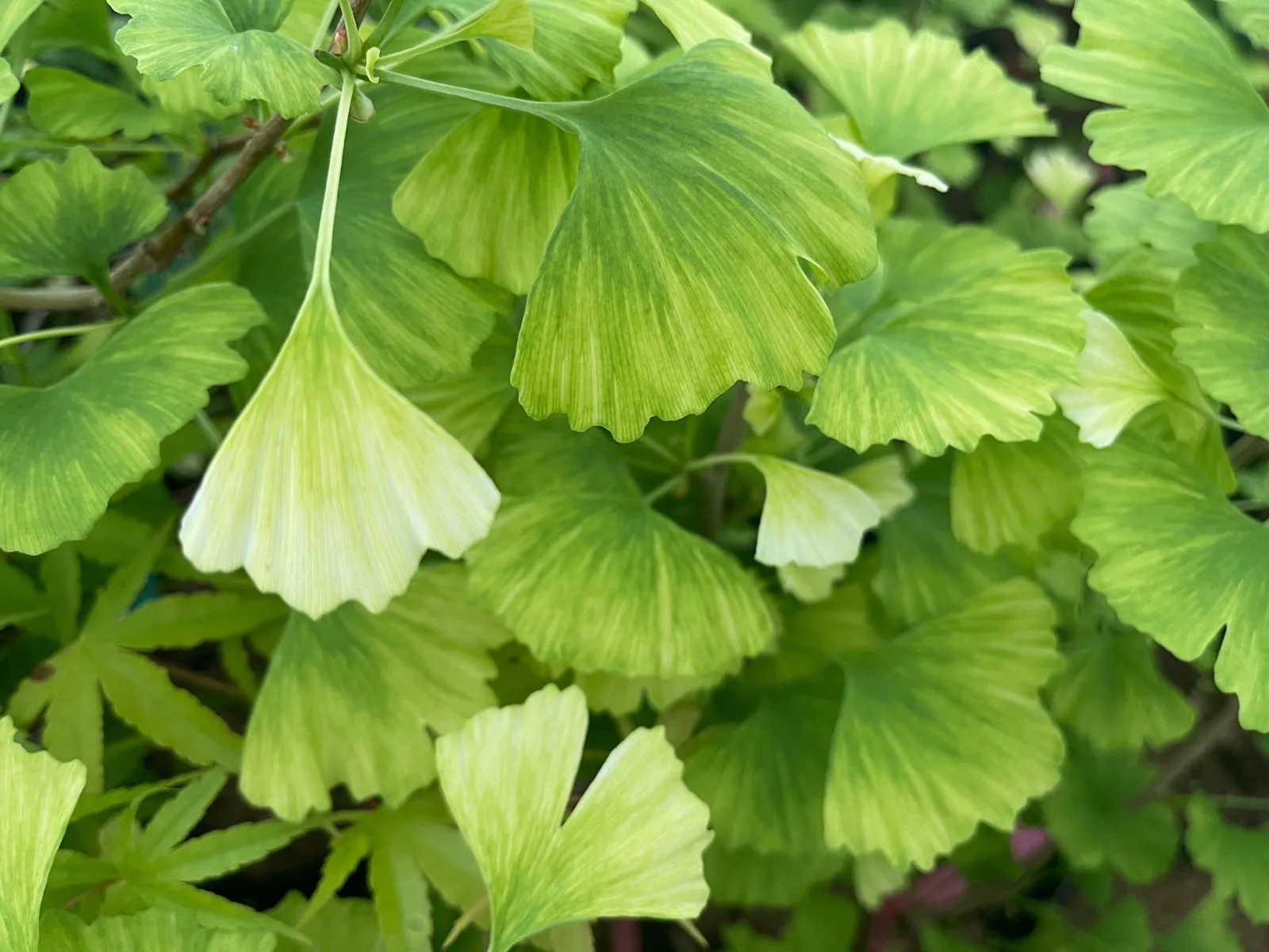 Ginkgo biloba 'Snow Cloud' Variegated Male Ginkgo Tree