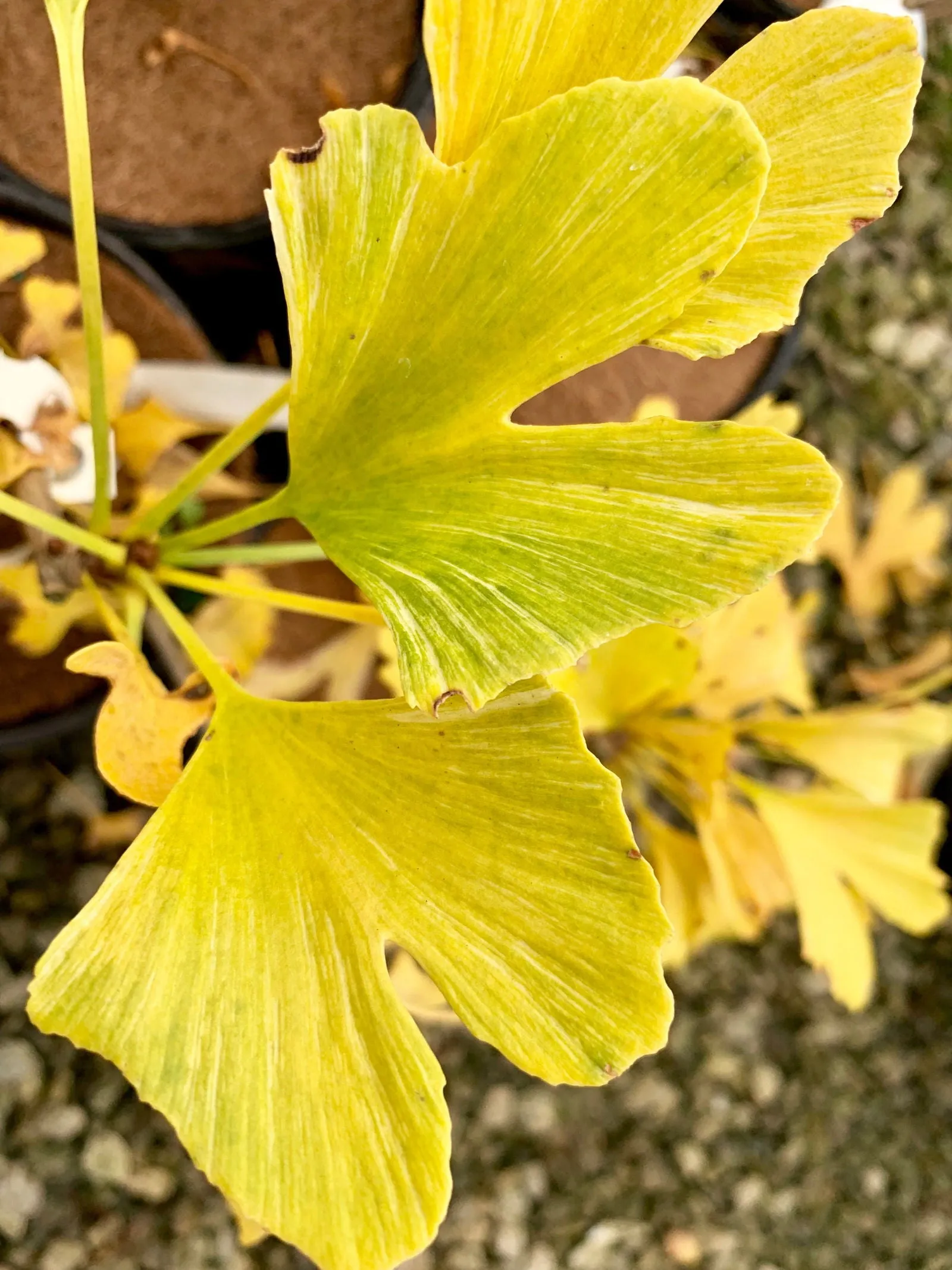 Ginkgo biloba 'Snow Cloud' Variegated Male Ginkgo Tree