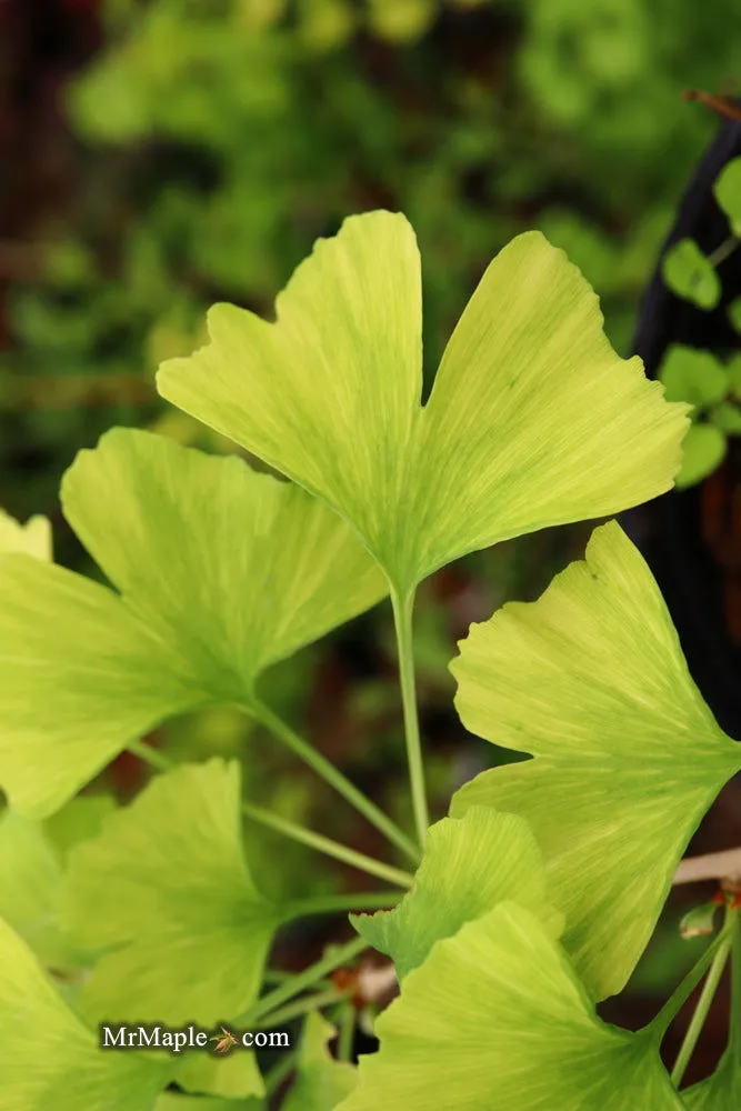 Ginkgo biloba 'Snow Cloud' Variegated Male Ginkgo Tree