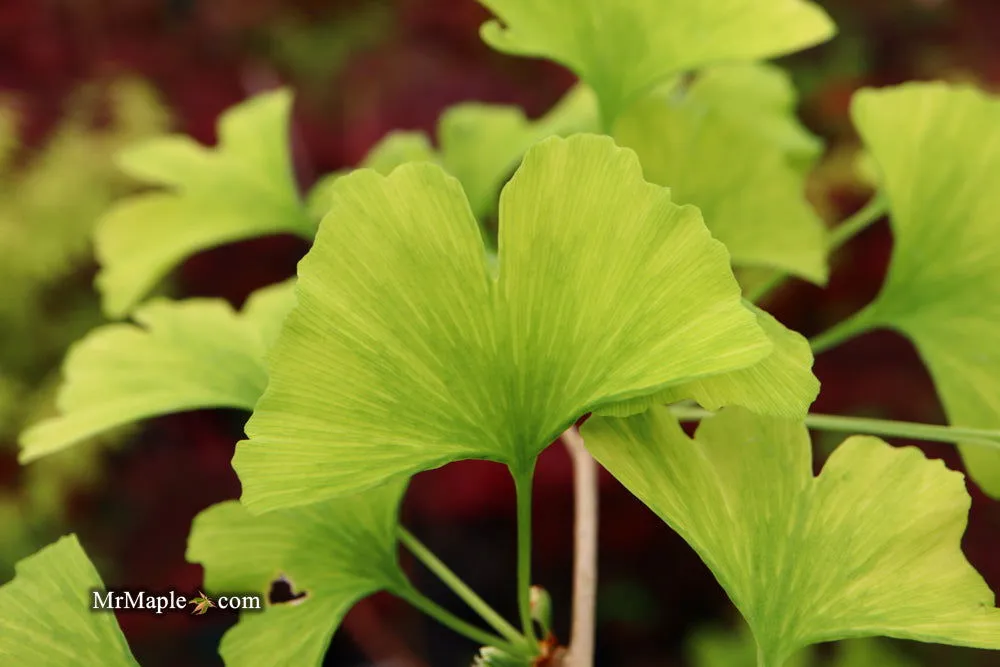 Ginkgo biloba 'Snow Cloud' Variegated Male Ginkgo Tree