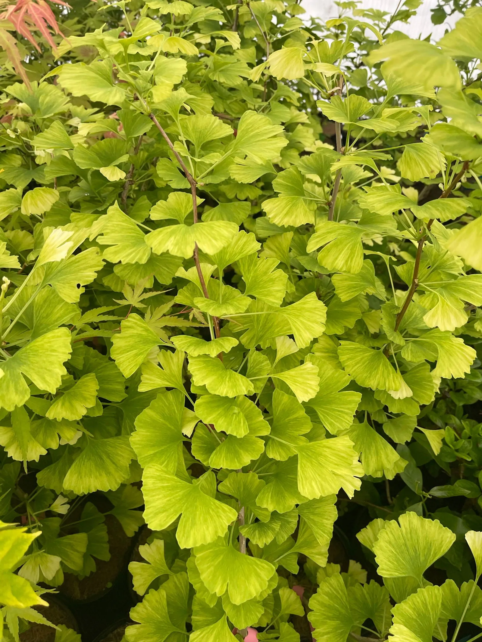 Ginkgo biloba 'Snow Cloud' Variegated Male Ginkgo Tree