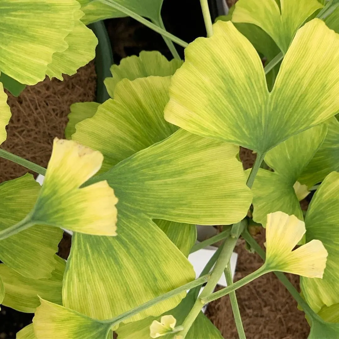 Ginkgo biloba 'Snow Cloud' Variegated Male Ginkgo Tree