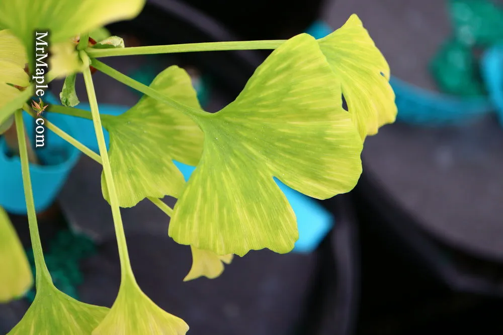Ginkgo biloba 'Snow Cloud' Variegated Male Ginkgo Tree