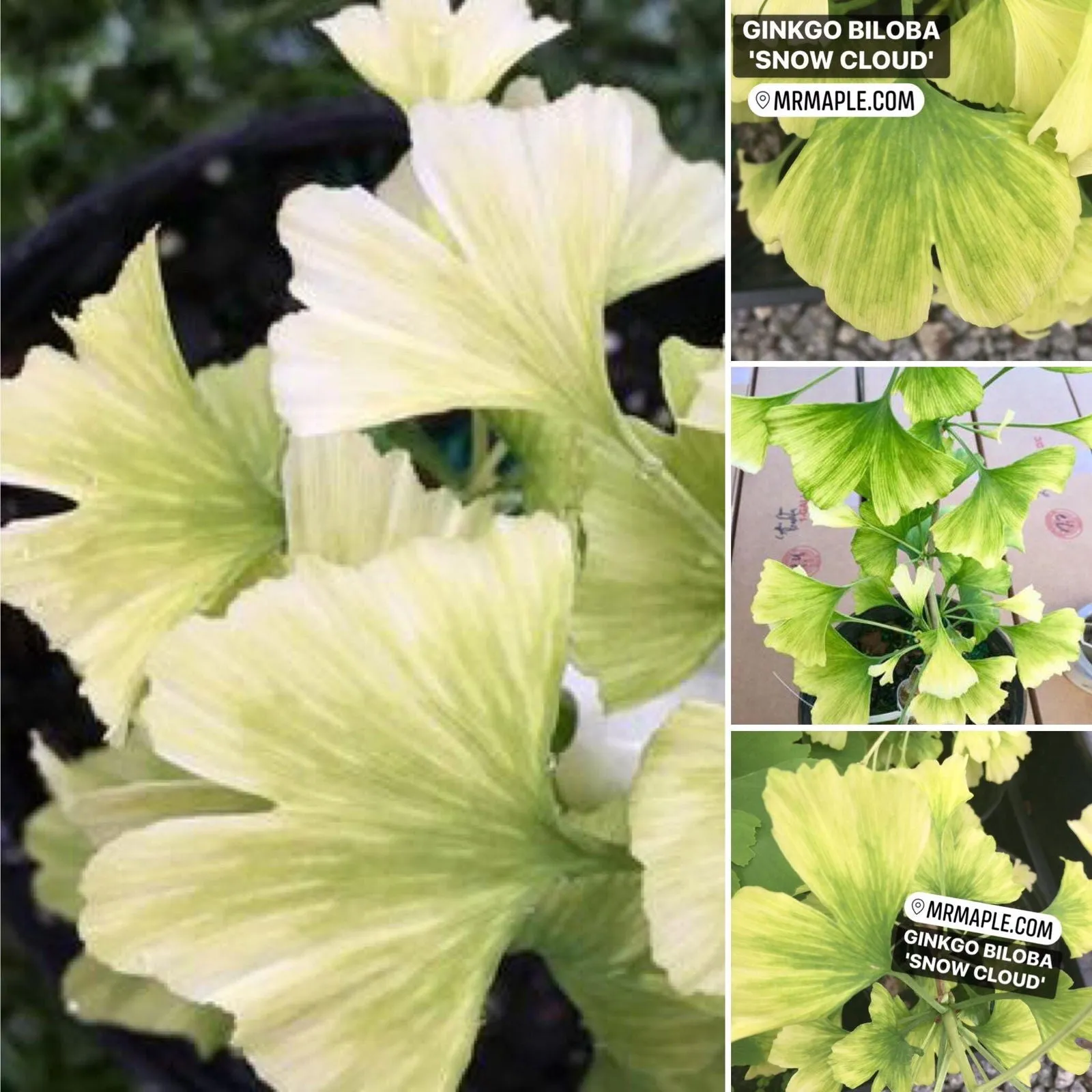 Ginkgo biloba 'Snow Cloud' Variegated Male Ginkgo Tree