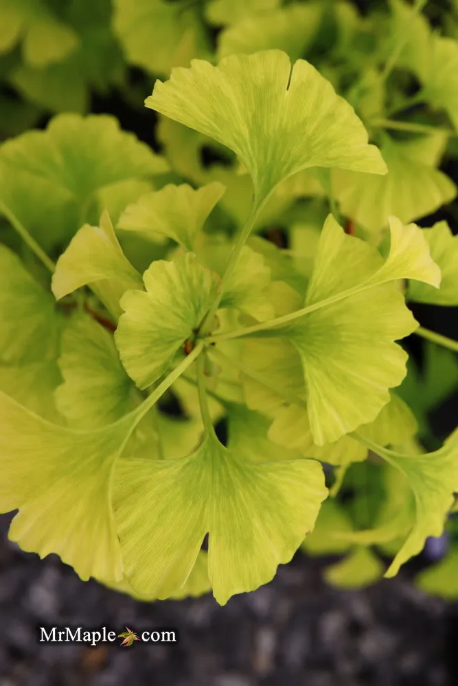 Ginkgo biloba 'Snow Cloud' Variegated Male Ginkgo Tree