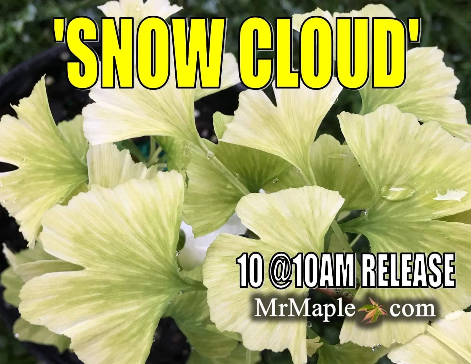 Ginkgo biloba 'Snow Cloud' Variegated Male Ginkgo Tree
