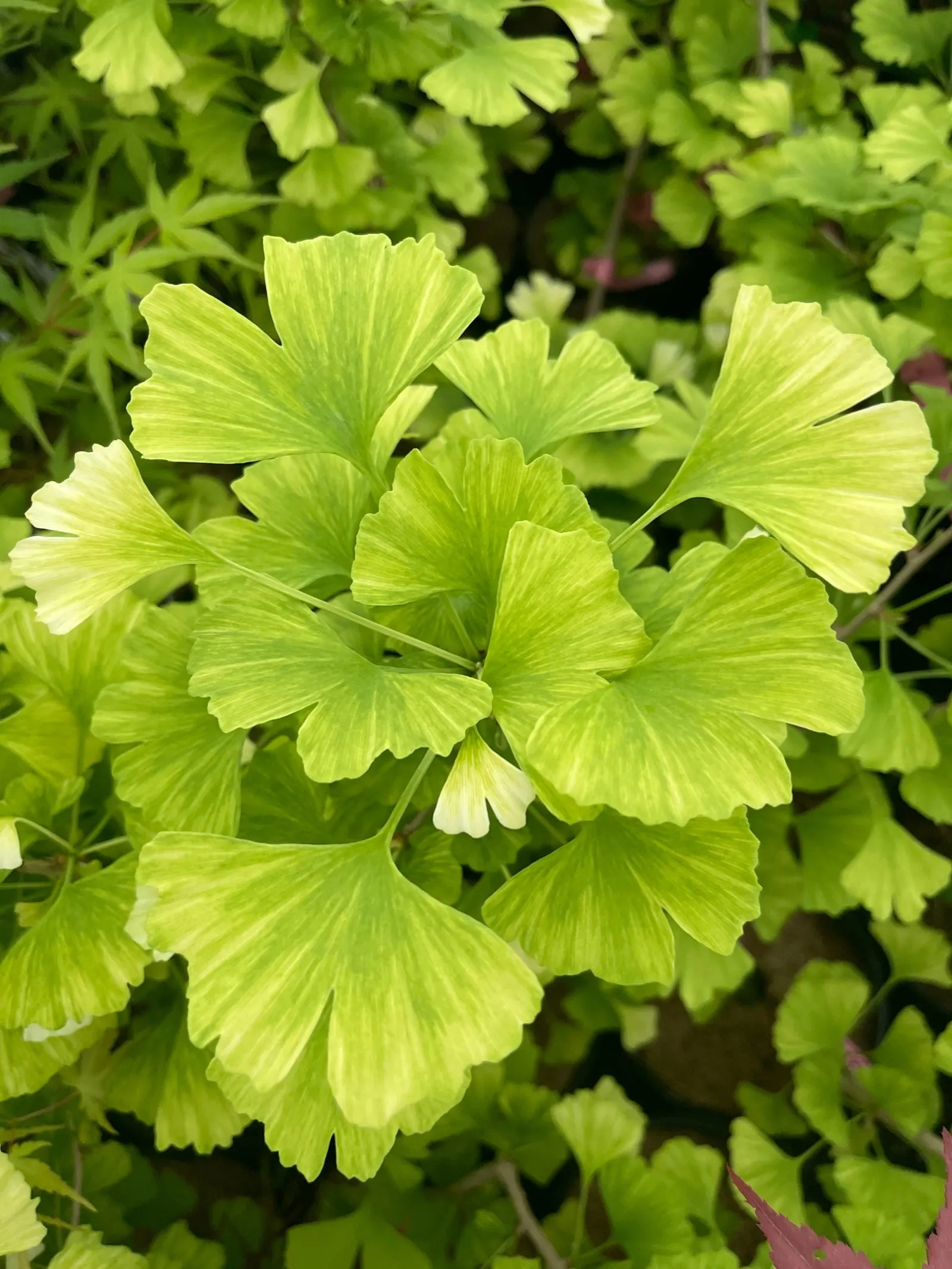 Ginkgo biloba 'Snow Cloud' Variegated Male Ginkgo Tree