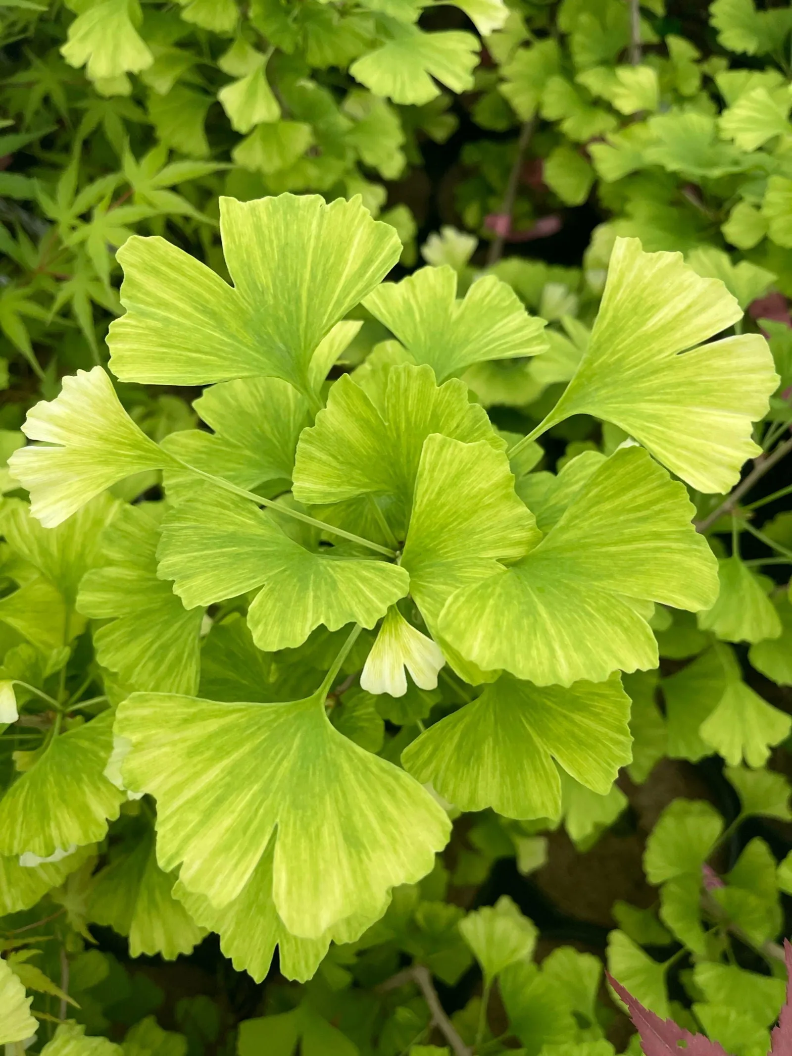 Ginkgo biloba 'Snow Cloud' Variegated Male Ginkgo Tree