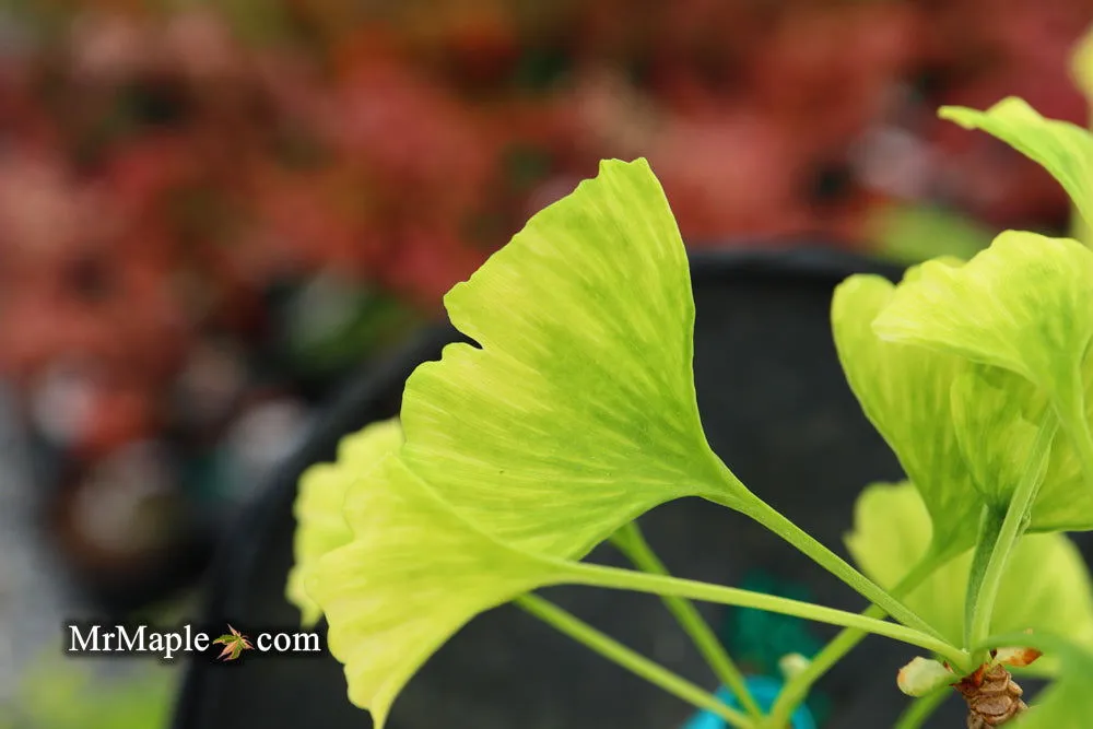 Ginkgo biloba 'Snow Cloud' Variegated Male Ginkgo Tree