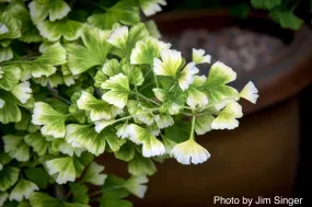 Ginkgo biloba 'Snow Cloud' Variegated Male Ginkgo Tree