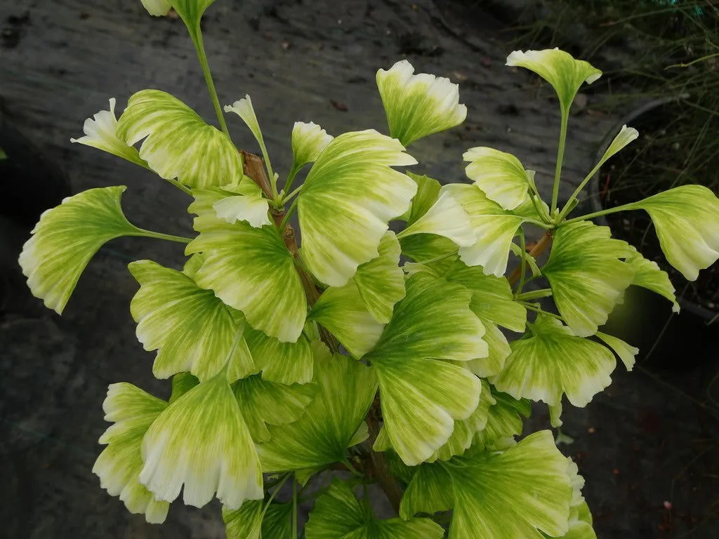 Ginkgo biloba 'Snow Cloud' Variegated Male Ginkgo Tree