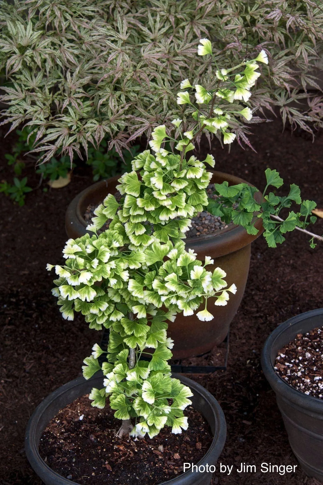 Ginkgo biloba 'Snow Cloud' Variegated Male Ginkgo Tree