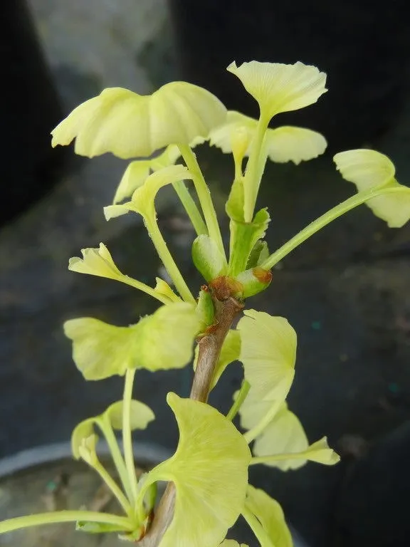 Ginkgo biloba 'Snow Cloud' Variegated Male Ginkgo Tree