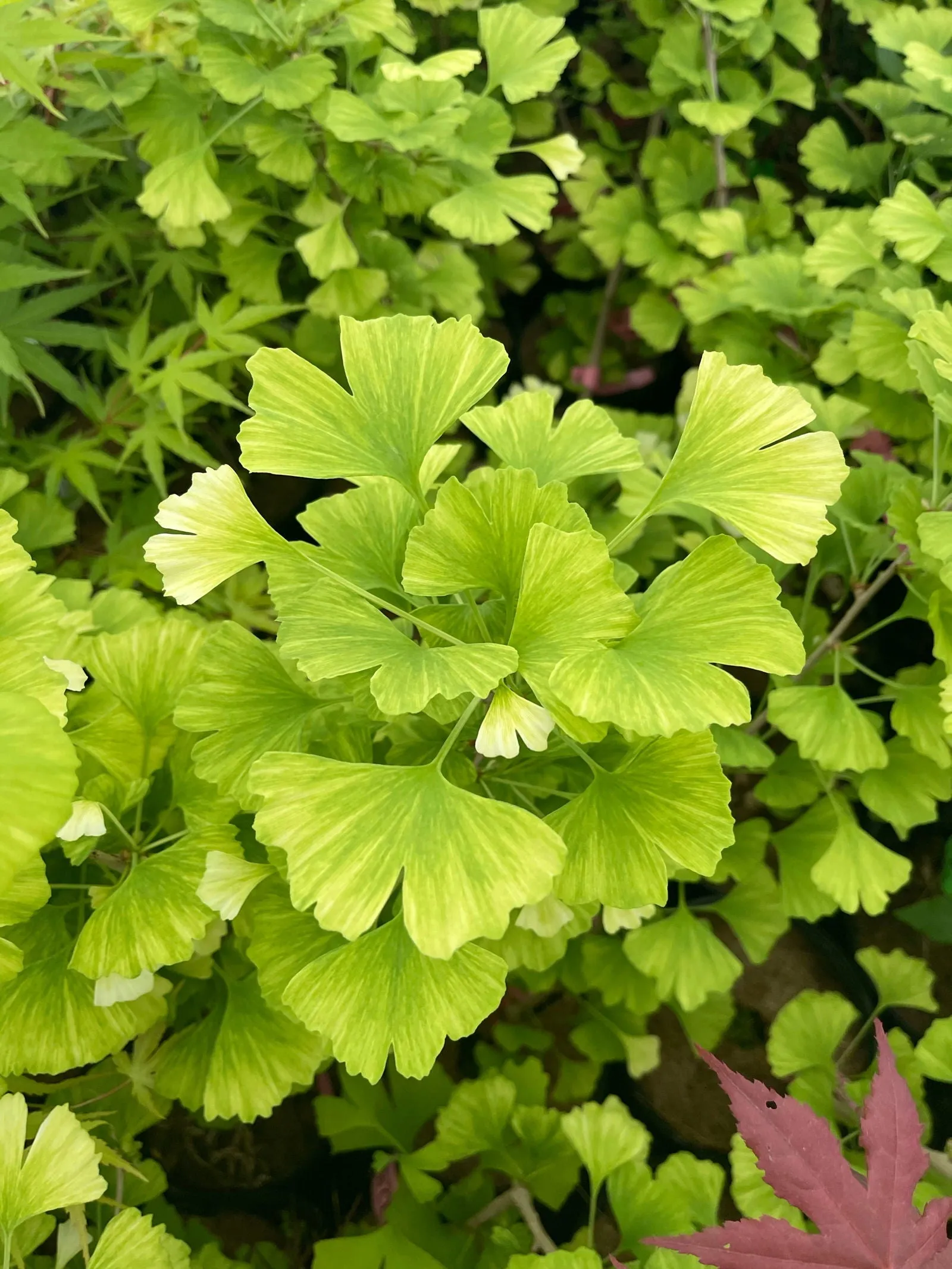 Ginkgo biloba 'Snow Cloud' Variegated Male Ginkgo Tree