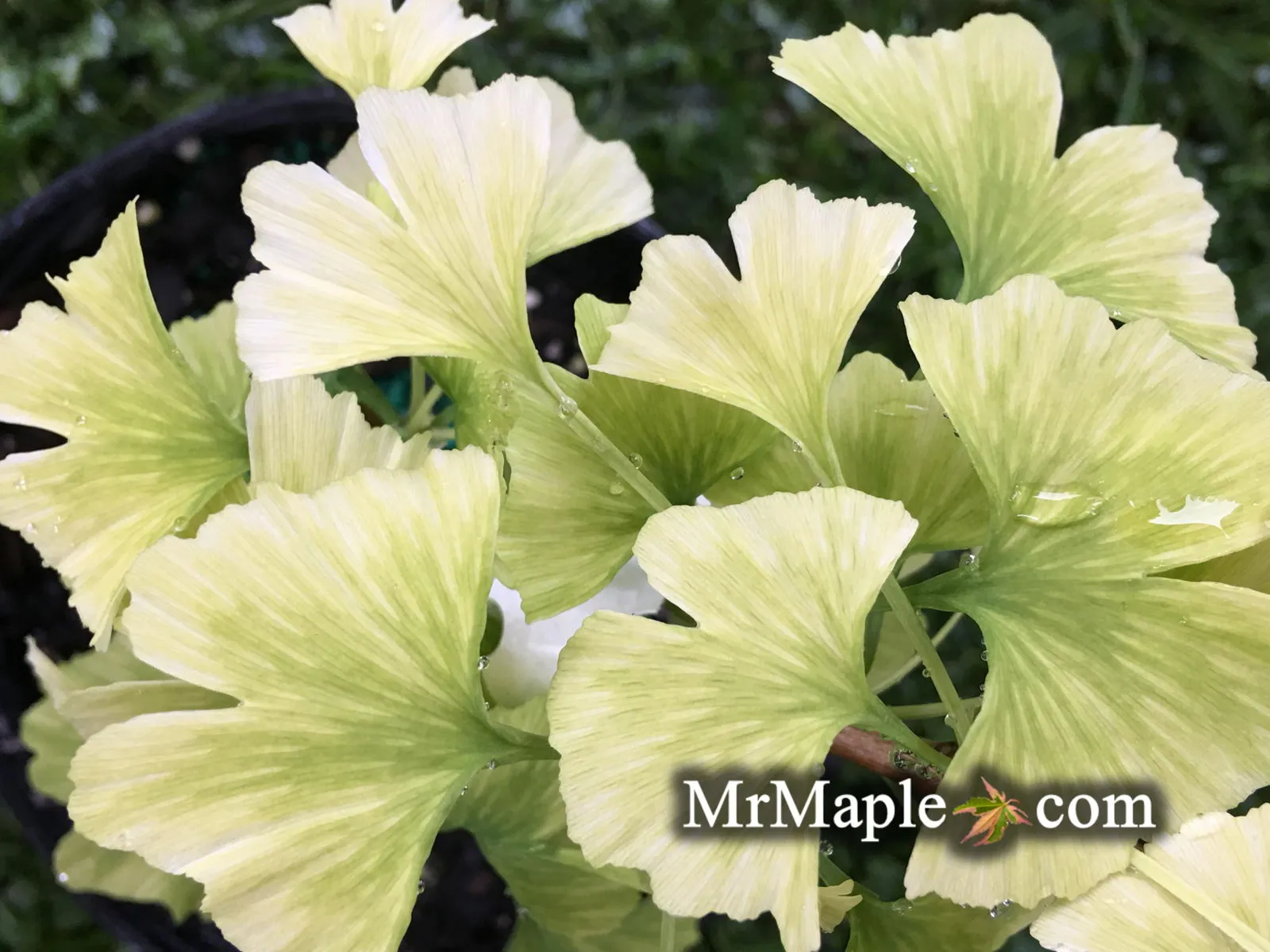 Ginkgo biloba 'Snow Cloud' Variegated Male Ginkgo Tree