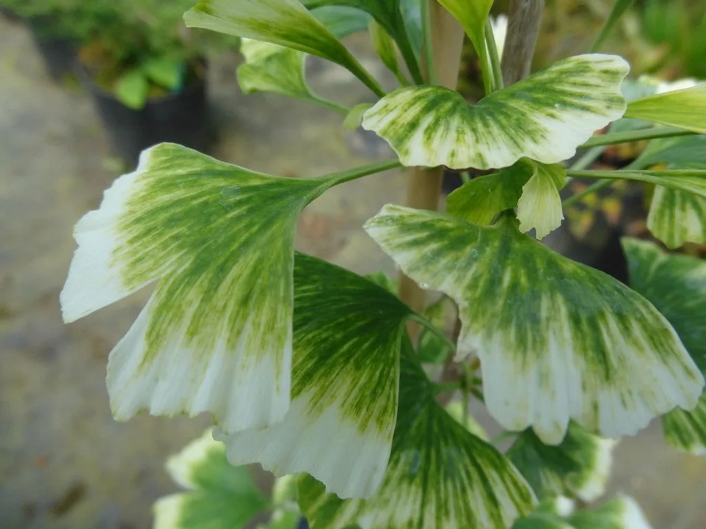 Ginkgo biloba 'Snow Cloud' Variegated Male Ginkgo Tree